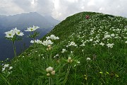 Anello di fiori sui Monti Vindiolo (2056 m) e Vetro (2054 m) da Pian Bracca (1111 m) di Zorzone di Oltre il Colle il 3 giugno 2015 - FOTOGALLERY